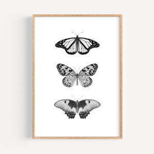 Butterflies Art Print
